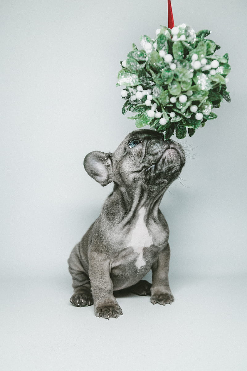 short-coated gray puppy smelling hanging flower, HD phone wallpaper