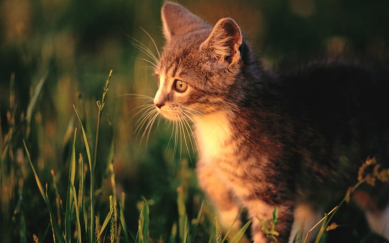 5 a sorrowful kitten-little kitten on the grass, HD wallpaper