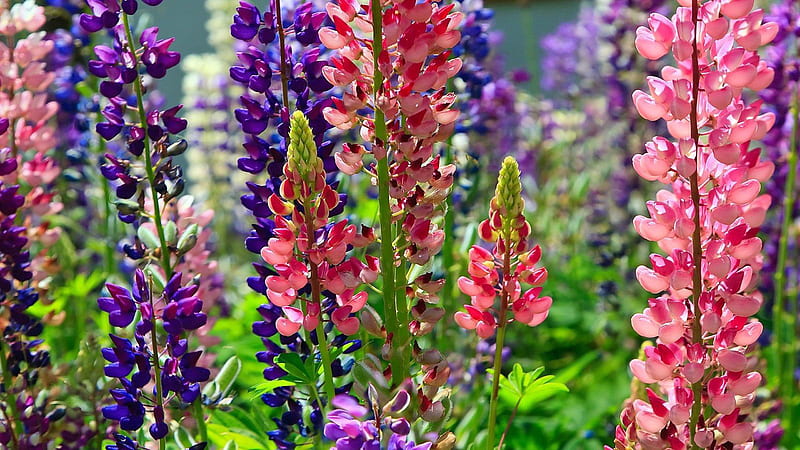 Clorful Lupines Flower Flowerbed Bright Different Sunny Flowers, HD wallpaper