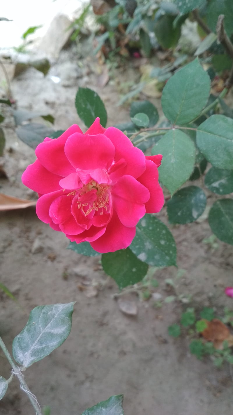 Rose, flower, red, roses, HD phone wallpaper | Peakpx