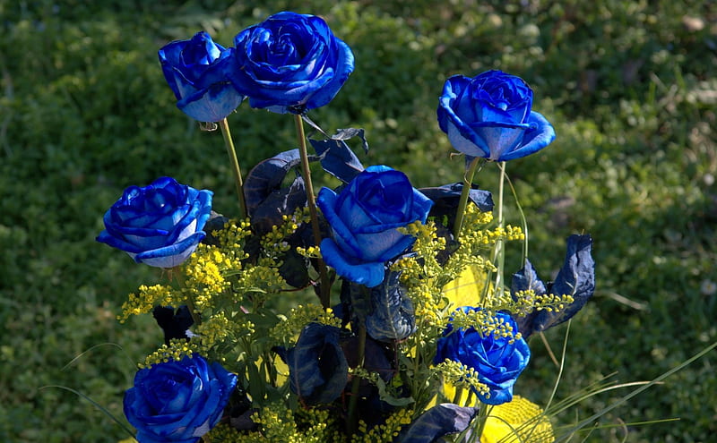 Hermosas rosas azules, hojas, arbusto, día, naturaleza, pétalos, capas,  rosas, Fondo de pantalla HD | Peakpx