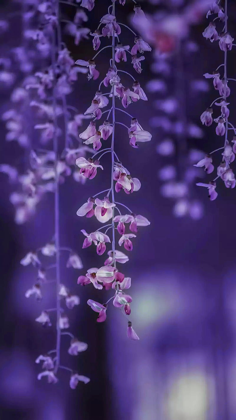 Hanged flowers, flower, glowers, nature, purple, HD phone wallpaper