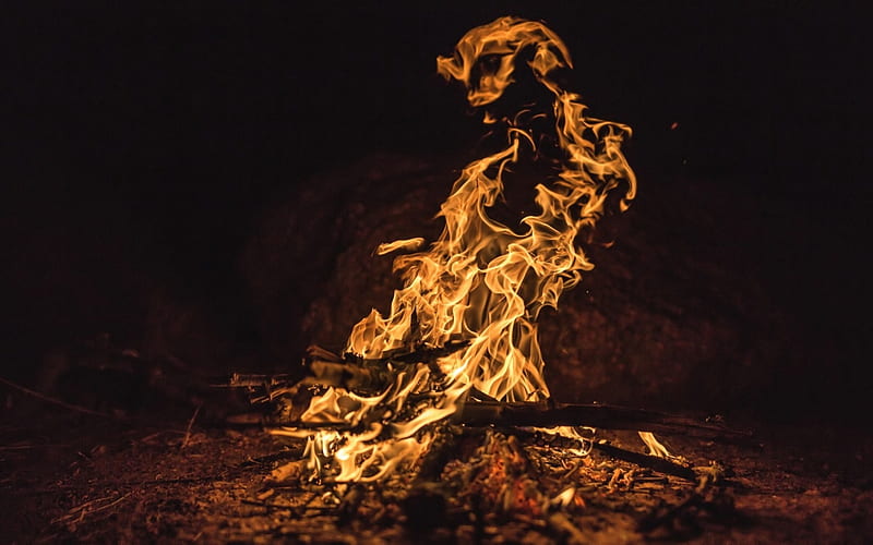 bonfire, flame, fire, night, camp, burning tree, HD wallpaper
