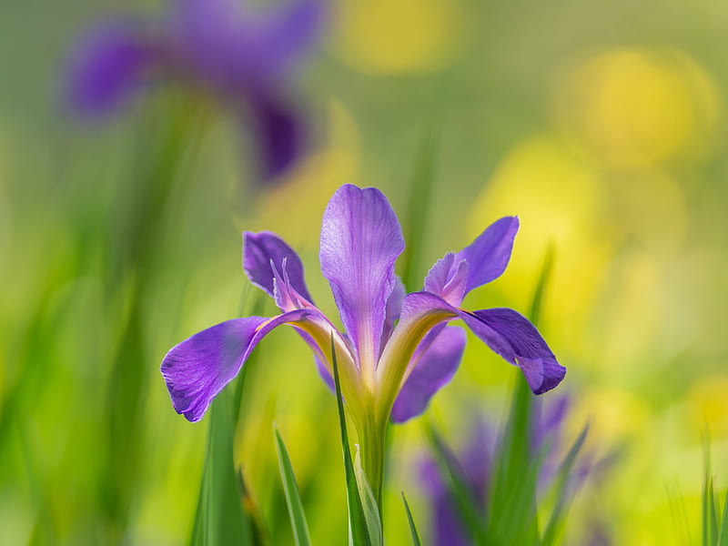 Flowers, Iris, Flower, HD wallpaper