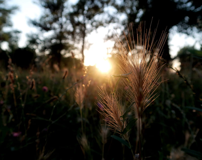 Summer Sunset Ultra, Seasons, Summer, Nature, Grass, Sunshine, Sunlight, sunset, HD wallpaper