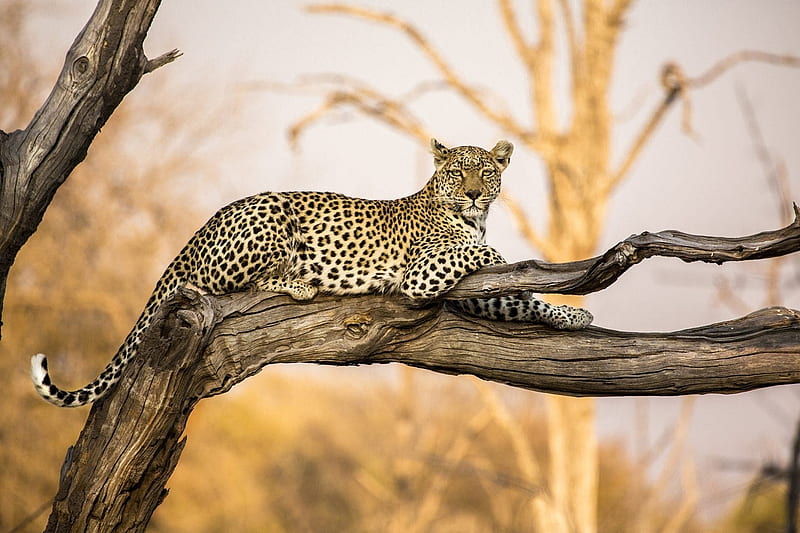 Adult Leopard in Botswana, resting, leopard, tree branch, adult, HD wallpaper
