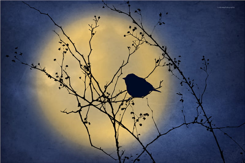 NIGHT SPARROW, tree, moon, bird, sparrow, blue, night, HD wallpaper