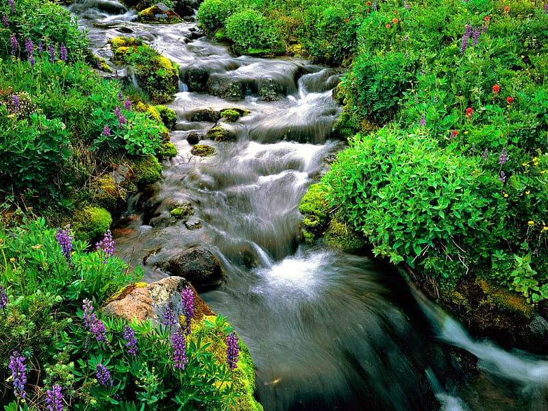 Natural beauty, stream, rocks, flow, grass, bonito, stones, green, flowers, beauty, river, forest, calmness, creek, water, serenity, peaceful, summer, nature, meadow, field, natural, HD wallpaper
