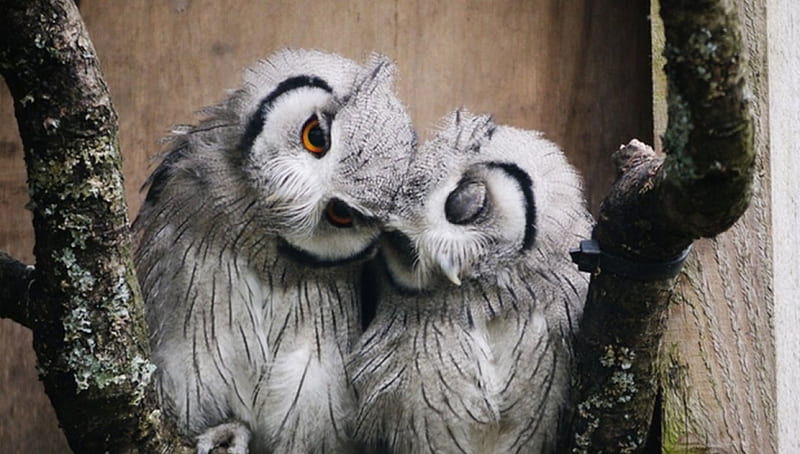 Cute Couple of Owls, forest, owl, wild, Animal, nature, HD wallpaper