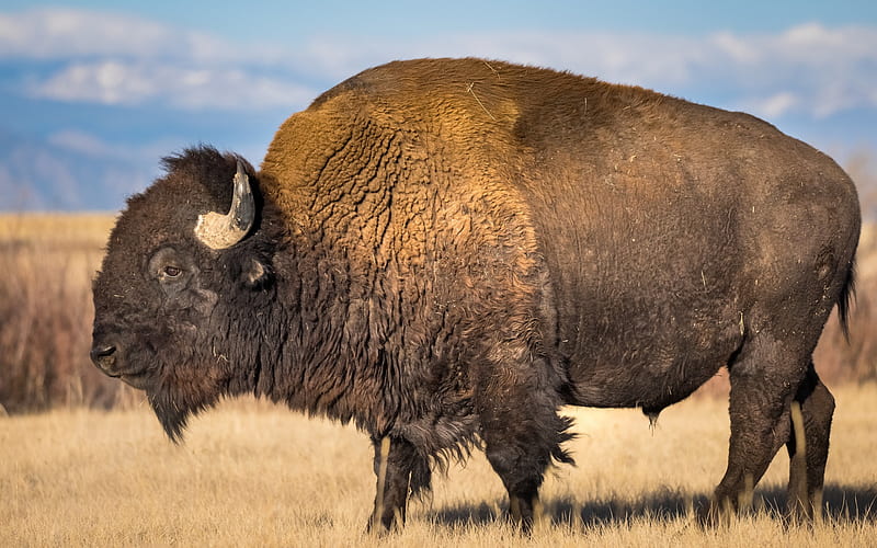 bison, wildlife, wild animals, evening, sunset, american bison, USA, HD wallpaper