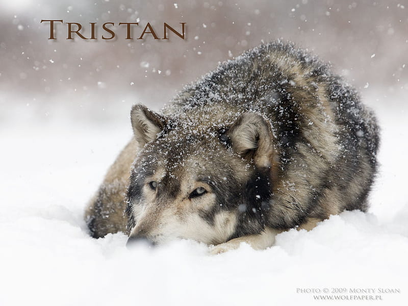 Tristan Laying In The Snow, wolves in snow, tristan the wolf, wild wolves, snow, wolves, grey wolves, HD wallpaper