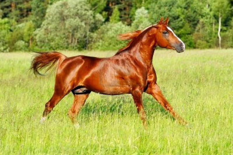 American Quarter Horse, Chestnut Horses, Horses, Stallions, American Quarter Horses, HD wallpaper