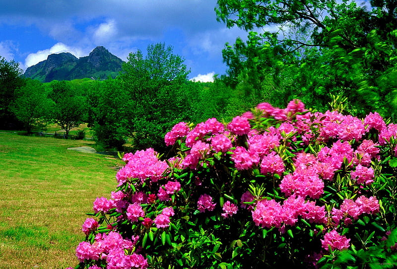 Mountain rhododendron, grass, bonito, mountain, nice, green, rhododendron, bush, flowers, greenery, place, sky, trees, lvoely, freshness, summer, meadow, field, HD wallpaper