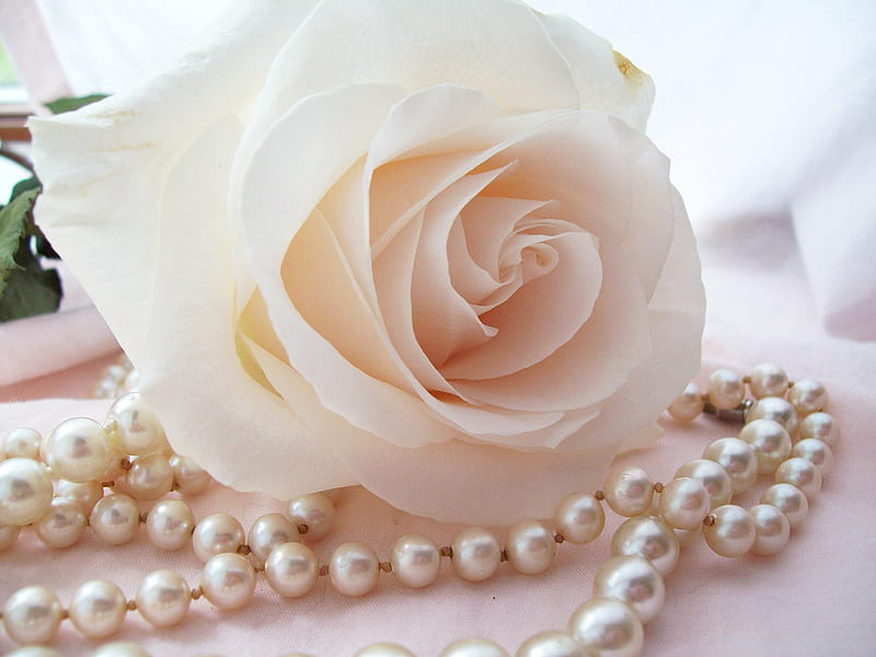Ivory Rose with Pearls, ivory, rose, flower, creamy, pearls, HD wallpaper