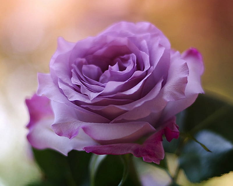 Beautiful Rose, nature, purple, rose, bloom, HD wallpaper | Peakpx