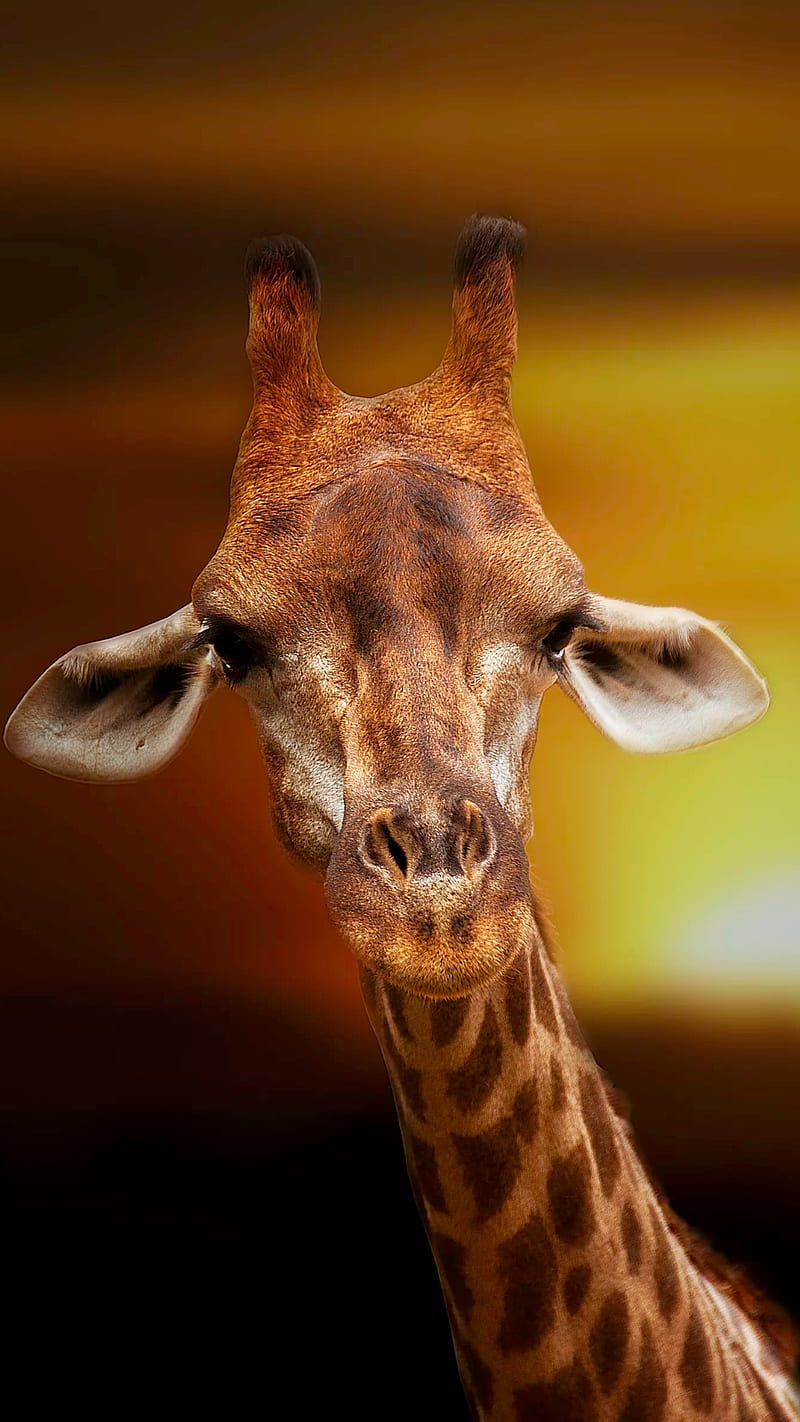 Giraffe, animal, animals, cute, funny, looking, nature, HD phone wallpaper