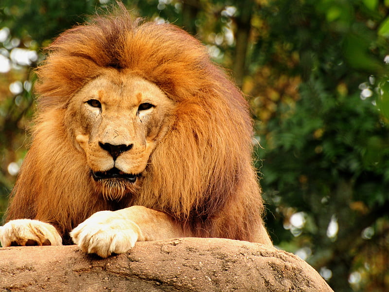 King without crown, jungle, nature, lion, animal, HD wallpaper