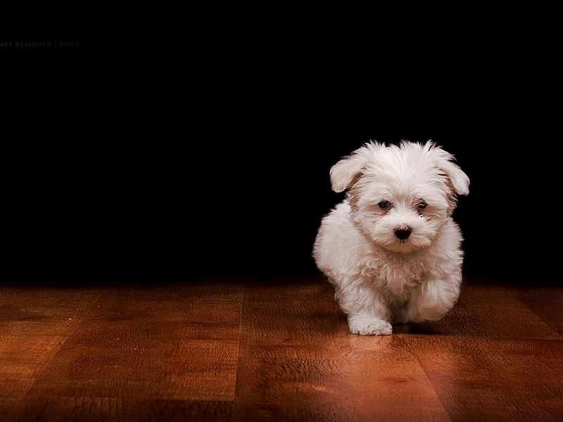 how to train small dogs, animals, dogs, HD wallpaper