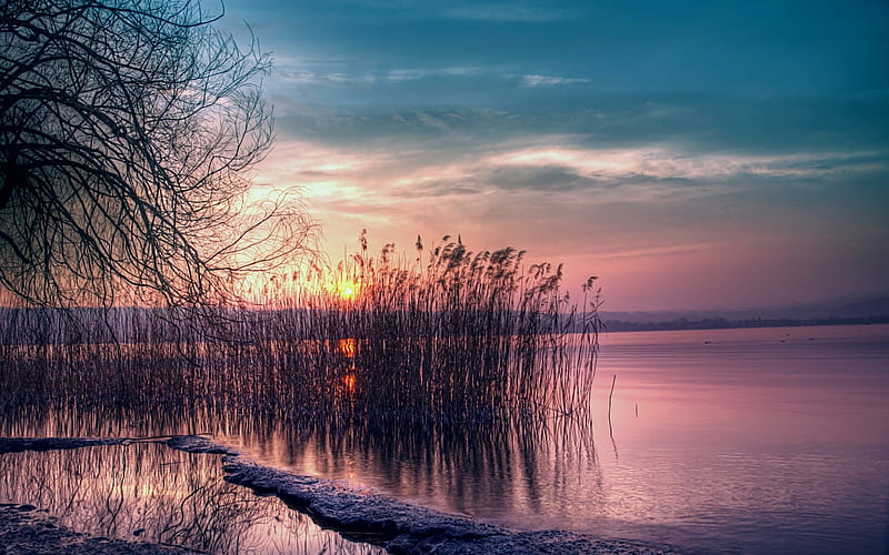 Sunrise, reeds, dawn, water, sky, HD wallpaper