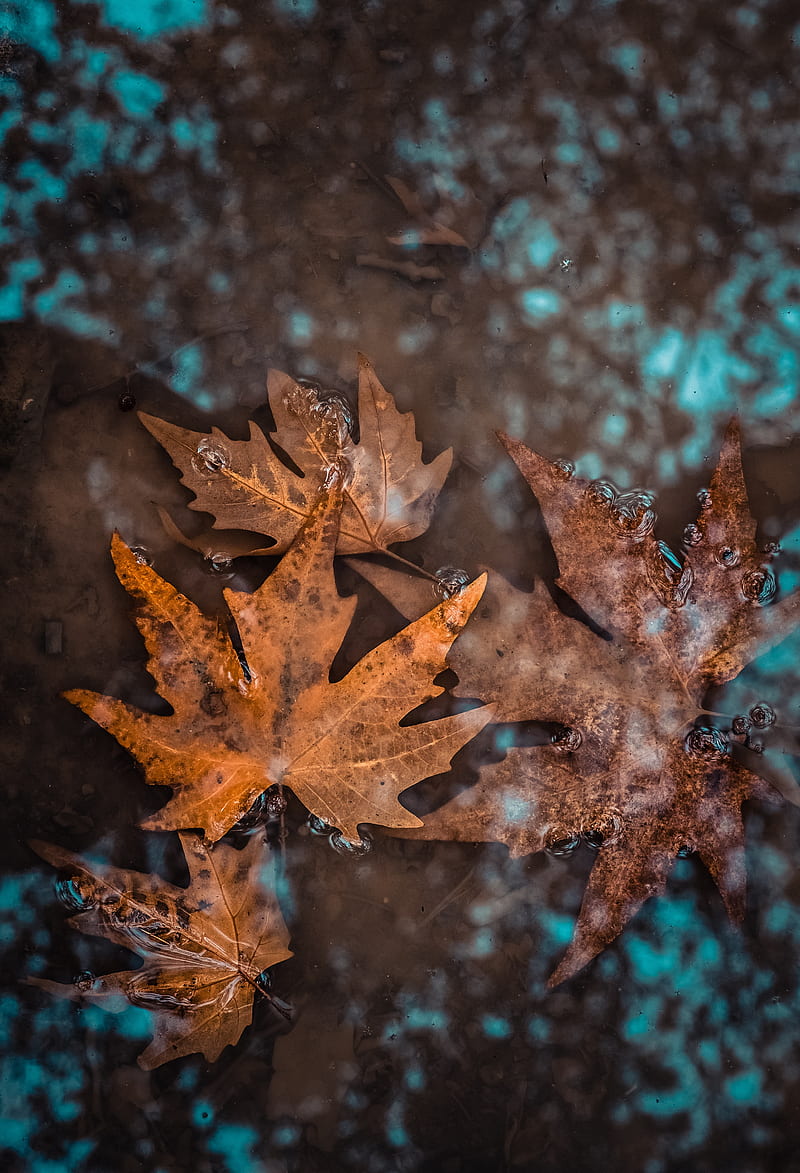 leaves, fallen, water, wet, autumn, HD phone wallpaper