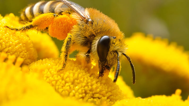Closeup Of Honey Bee Perched On Yellow Petaled Flower Yellow, HD wallpaper
