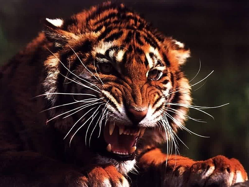 Angry tiger, tiger, tiger, big cat, animal, HD wallpaper