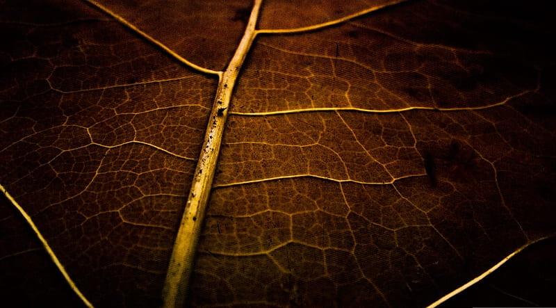 Dry leaf texture, leaves, autumn, graphy, macro, close-up, nature, abstract, fall, leaf, HD wallpaper