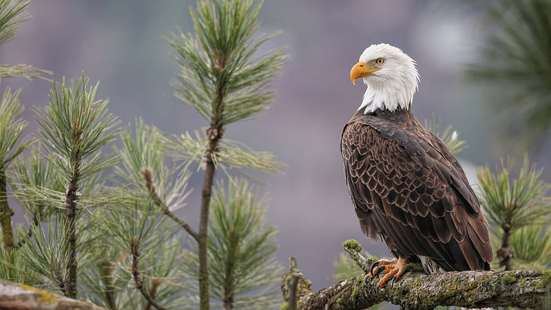 Eagle Is Standing On Tree Branch With Shallow Background Birds, HD wallpaper