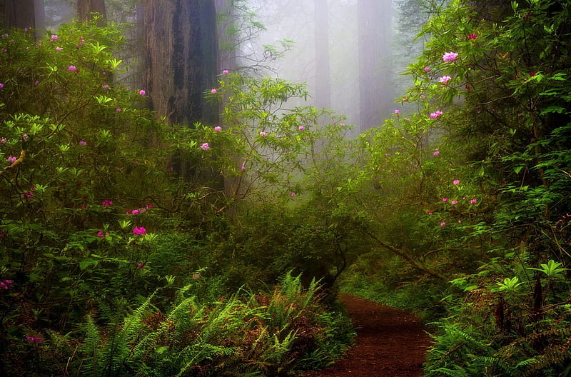 Rhododendrons in bloom, forest, bloom, flowers, path, bonito, shrubs, rhodonendrons, mist, HD wallpaper