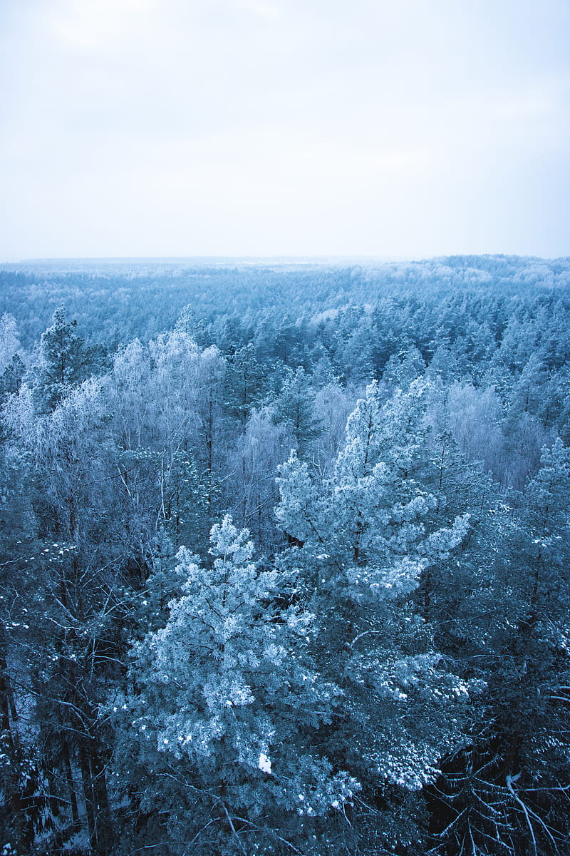 Icy trees, HD phone wallpaper | Peakpx