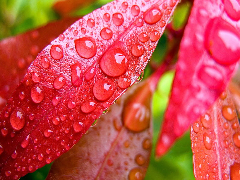 Red leaf with water droplets, red, pretty, wet, bonito, drops, leaves, nice, green, lovely, fresh, delicate, freshness, leaf, water, droplets, nature, rain, HD wallpaper