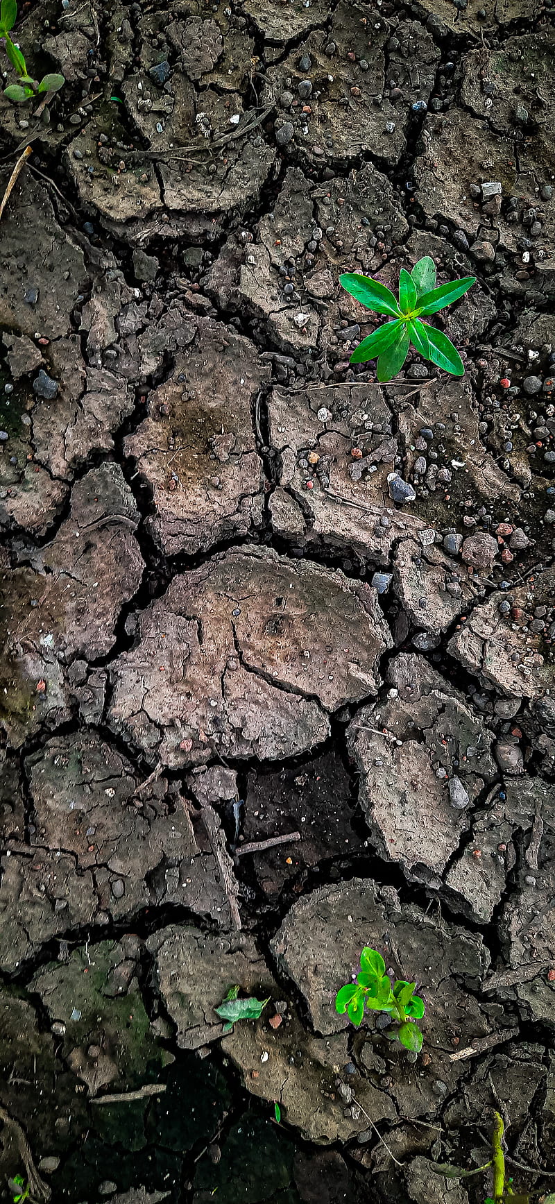 Crack soil, background, brown, edge, leafs, lizard, nature, stone, HD phone wallpaper