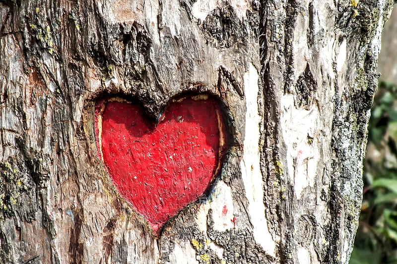 heart engraved tree trunk, HD wallpaper