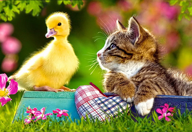 Two friends, grass, fluffy, home, yellow, bath, bonito, adorable, sweet, nice, two, flowers, duckling, friends, lovely, fresh, kitty, cat, yard, cute, heart, summer, kitten, HD wallpaper
