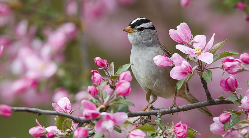 Bird of Spring, gray, background, bonito, seasons, graphy, nice, flowers, beauty, pink, animals, amazing, colors, birds, spring, trees, wildfloers, cute, cool, awesome, nature, branches, natural, HD wallpaper
