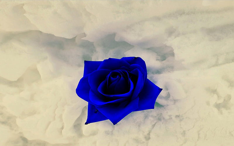 Roses so Blue stars butterfly rays blue roses dew ice blue HD  wallpaper  Peakpx