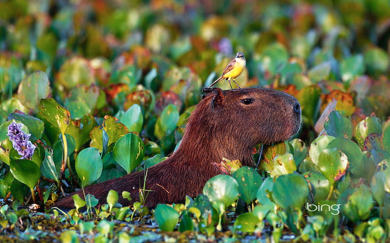 Bing's Best 3, bing, capybara, windows7theme, bara, microsoft, search, capy, HD wallpaper