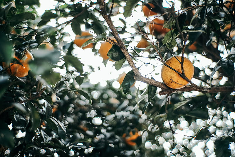leaves, branch, fruit, mandarin, HD wallpaper