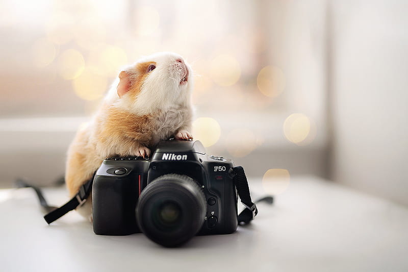 Animal, Guinea Pig, Nikon F50, HD wallpaper
