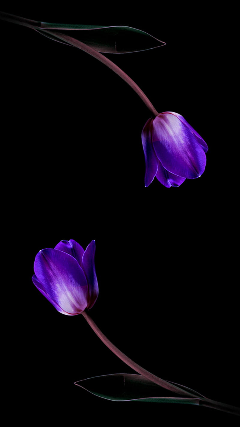 Purple Tulips, HD phone wallpaper