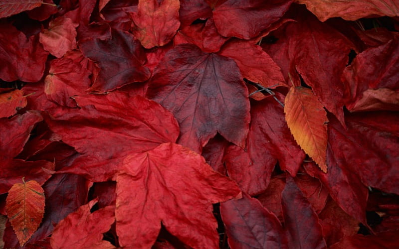 Hoja roja, rojo, otoño, naturaleza, hoja, Fondo de pantalla HD | Peakpx