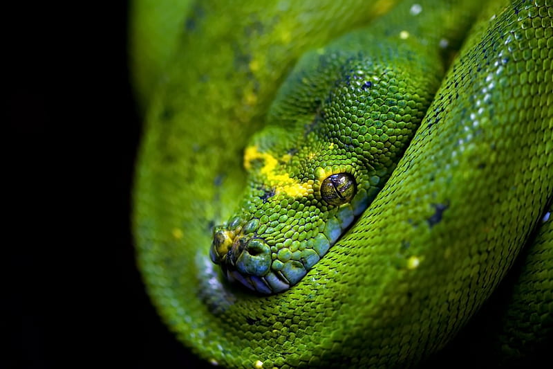 Boa, green, serpent, reptile, snake, HD wallpaper