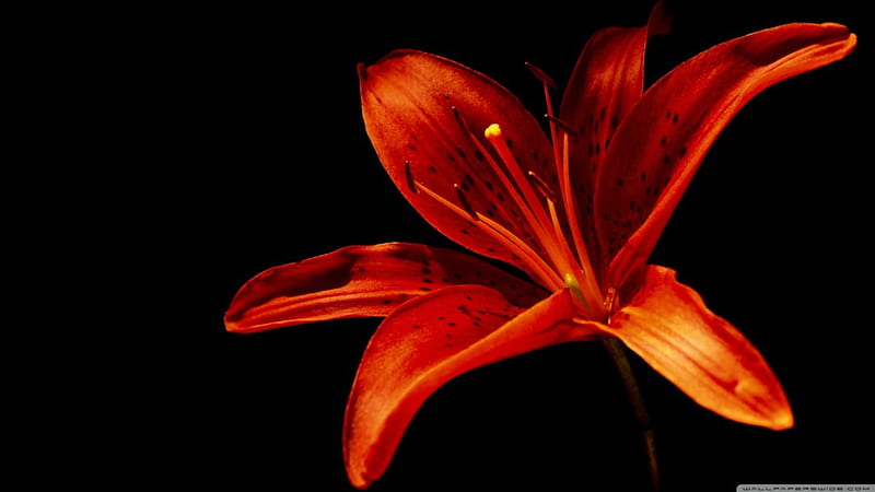 One orange lily, one single flower, flowers, new, lilies, nature, popular, HD wallpaper
