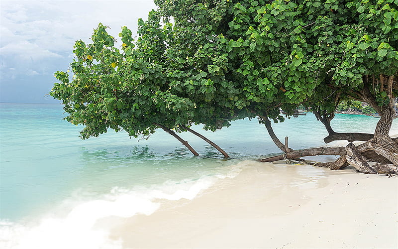 tropical island, trees in the water, beach, white sand, blue lagoon, beautiful beach, green trees, HD wallpaper