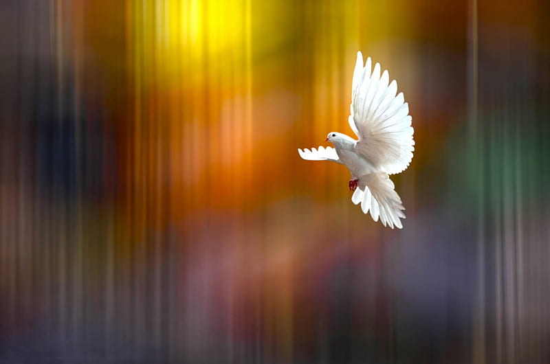 Hope, fly, wings, doves, dove, white, HD wallpaper | Peakpx