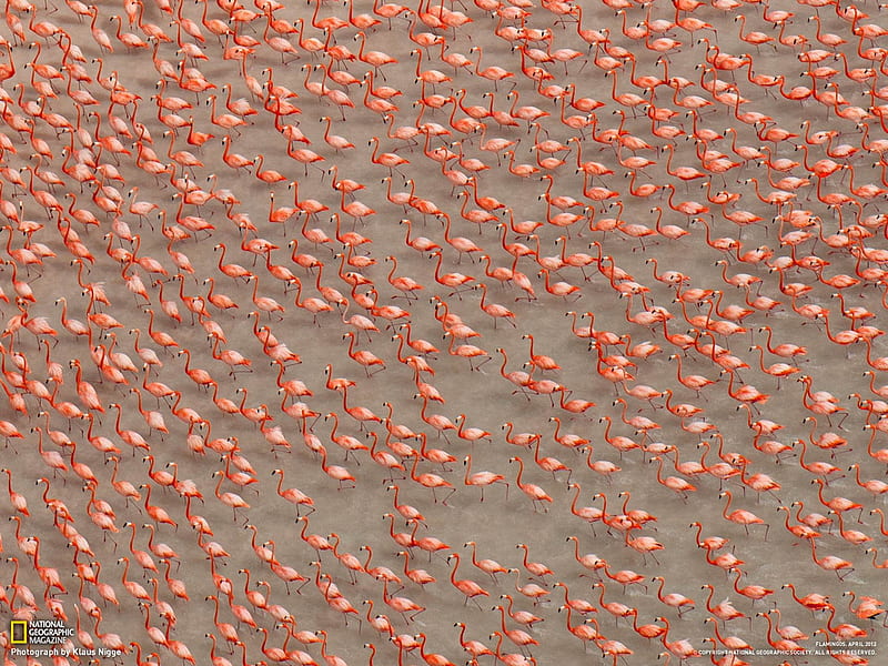 Flamingos Mexico-National Geographic, HD wallpaper