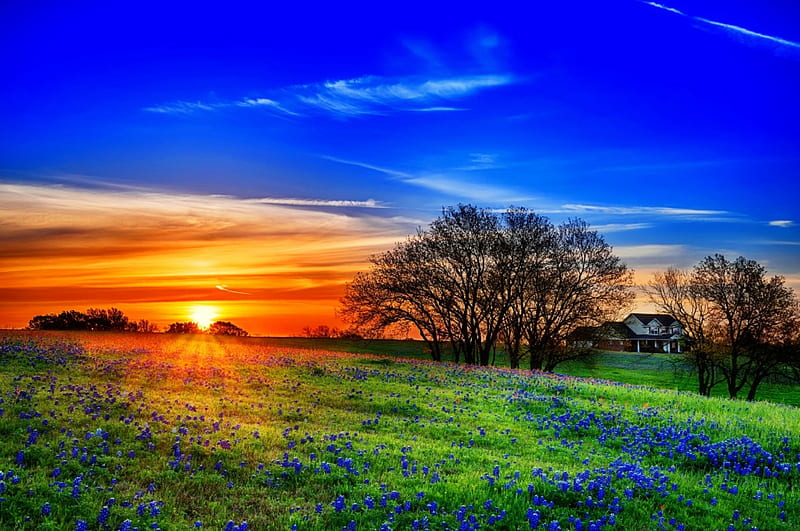 Texas hill country, bonito, sunset, spring, country, sky, texas, flowers, sunrise, hill, field, meadow, HD wallpaper