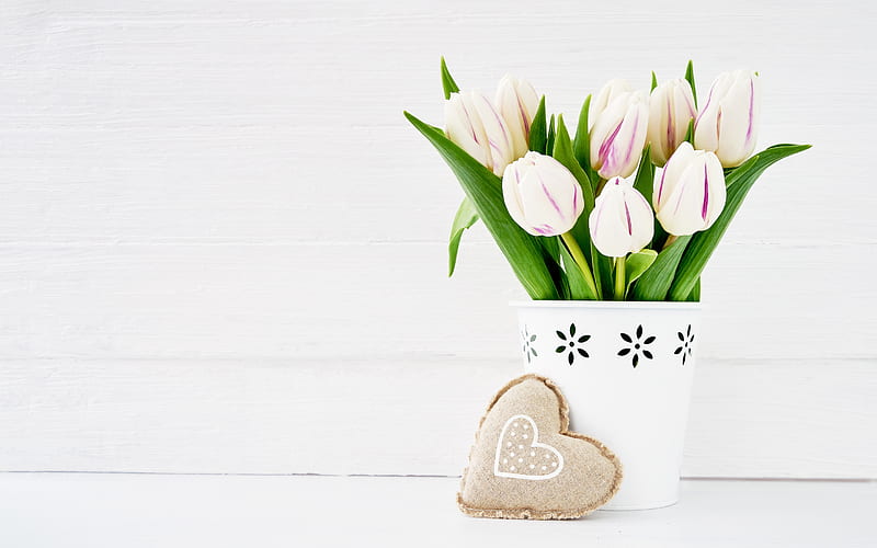 white tulips, heart, spring flowers, March 8, holiday, white flowers, tulips, HD wallpaper