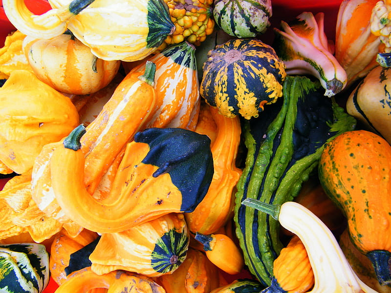 Squash Medly, fall, autumn, harvest, green, orange, yellow, squash, gourds, HD wallpaper