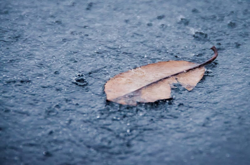 Fallen Leaf, fall, rain, blue, leaf, HD wallpaper